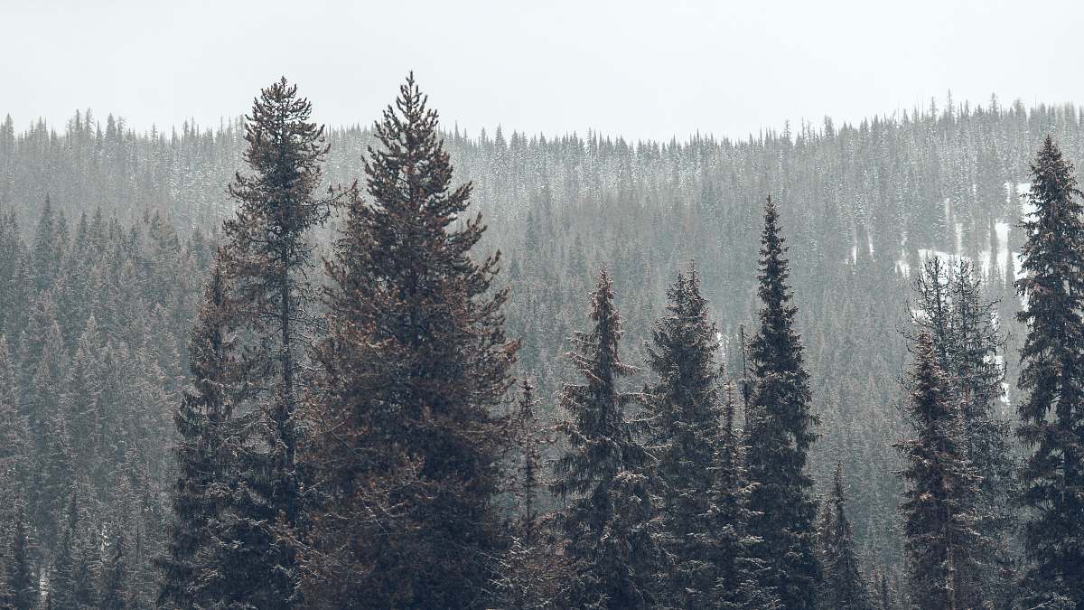 grey pine trees on snowy weather at daytime big sky